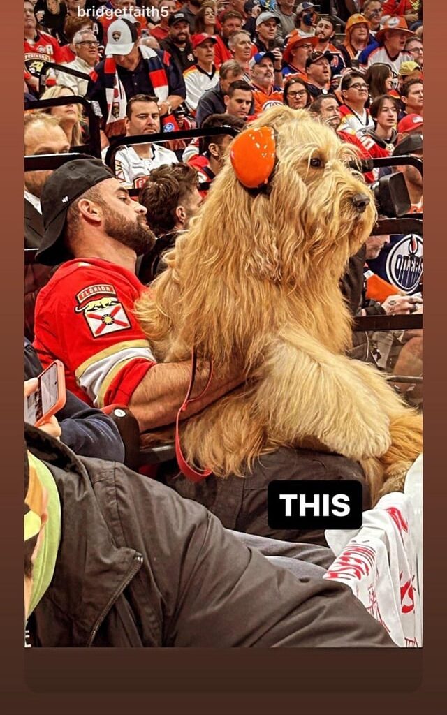 There is literally a dog sitting front row at Game 7 of the Stanley Cup Final