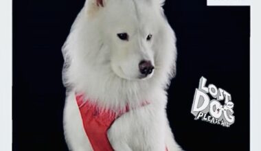 PLEASE HELP FIND ASPEN - LOST OR STOLEN SAMOYED DOG - LAST SEEN 8/10 from Greenwood Village, CO