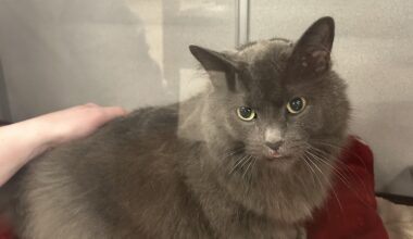 Our kitty had to stay in the animal hospital overnight, but her favorite Yotes blanky cheered her up