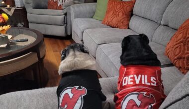 Pugs are ready for the season!