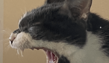 My cat as the Predators logo