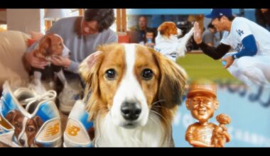 BARK AT THE PARK! OVER 50 MINUTES of INCREDIBLE DOGS at MLB ballparks (Ft. Decoy and other pups!)