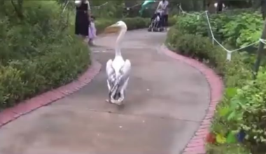 It’s been so long I almost forgot where I put the video…🥲