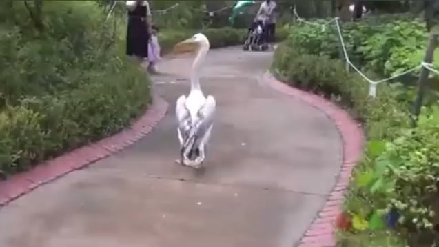 It’s been so long I almost forgot where I put the video…🥲