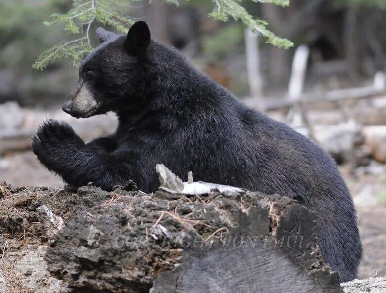 Me praying for San Francisco to fire Shanahan