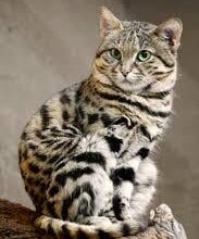 This is the black-footed cat. It works 60% of the time everytime. A truly successful predator.