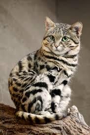 This is the black-footed cat. It works 60% of the time everytime. A truly successful predator.