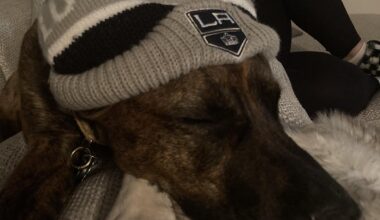 Calmest Kings fan in the house. Enjoys when dad’s team wins. Oblivious to what a “loss” is. No concept of point system.