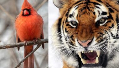 Strat-O-Matic 1968 World Series: St. Louis Cardinals vs. Detroit Tigers (6+ hours)