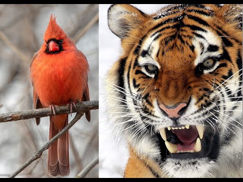 Strat-O-Matic 1968 World Series: St. Louis Cardinals vs. Detroit Tigers (6+ hours)