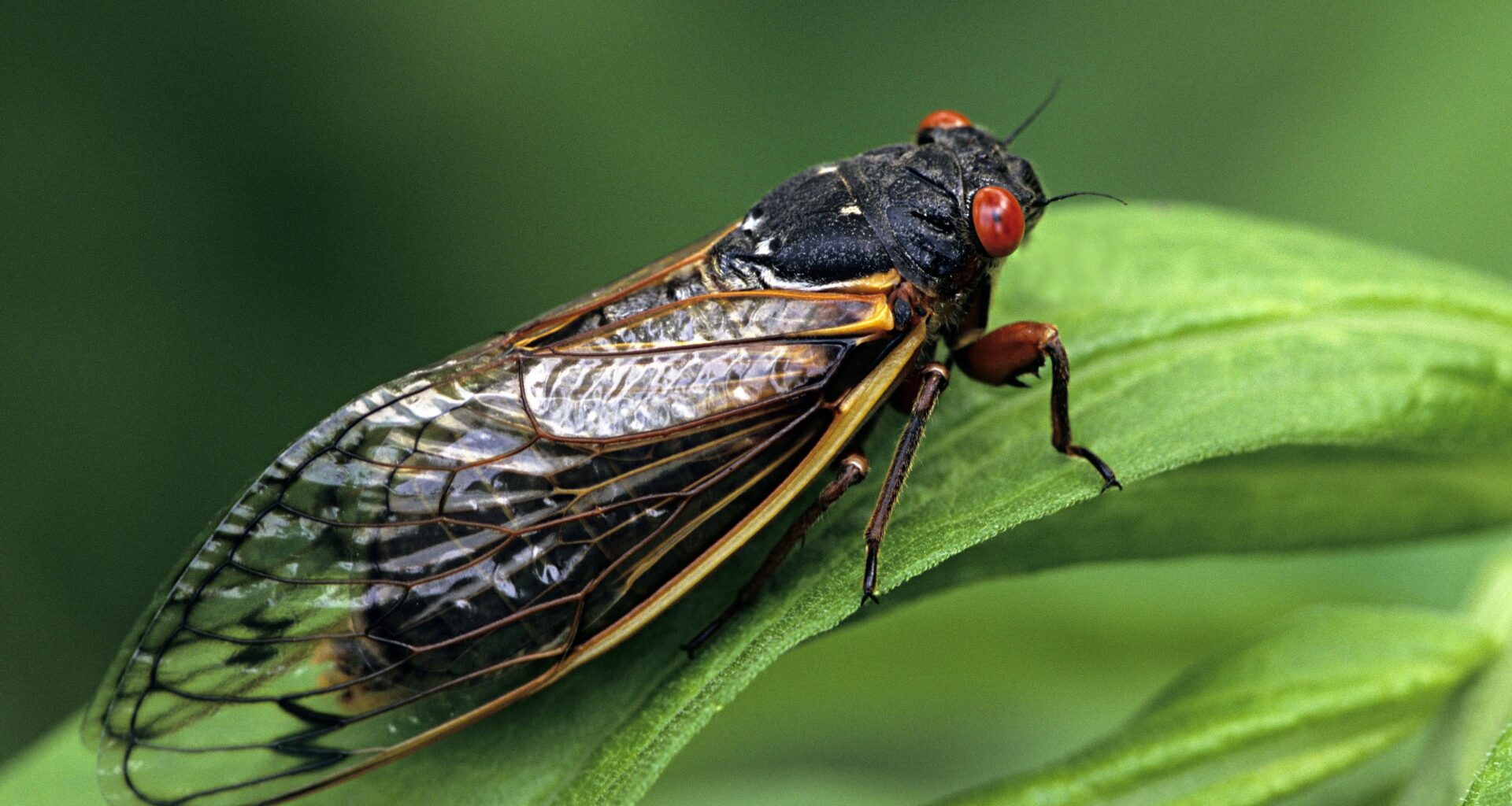 In North America and Mexico, there is a well-known song, "La Cigarra" ("The Cicada"), written by Raymundo Perez Soto, which is a song in the Mariachi tradition, that romanticises the insect as a creature that sings until it dies