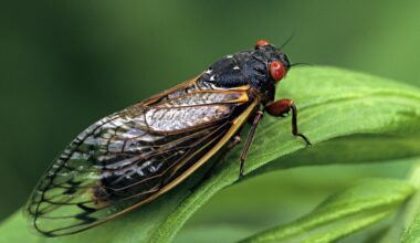 In North America and Mexico, there is a well-known song, "La Cigarra" ("The Cicada"), written by Raymundo Perez Soto, which is a song in the Mariachi tradition, that romanticises the insect as a creature that sings until it dies