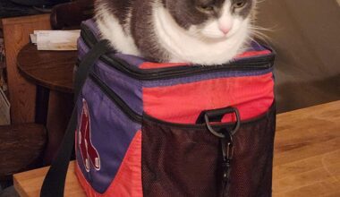 Kitty loves the Sox!