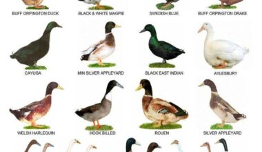 Breeds of Ducks
