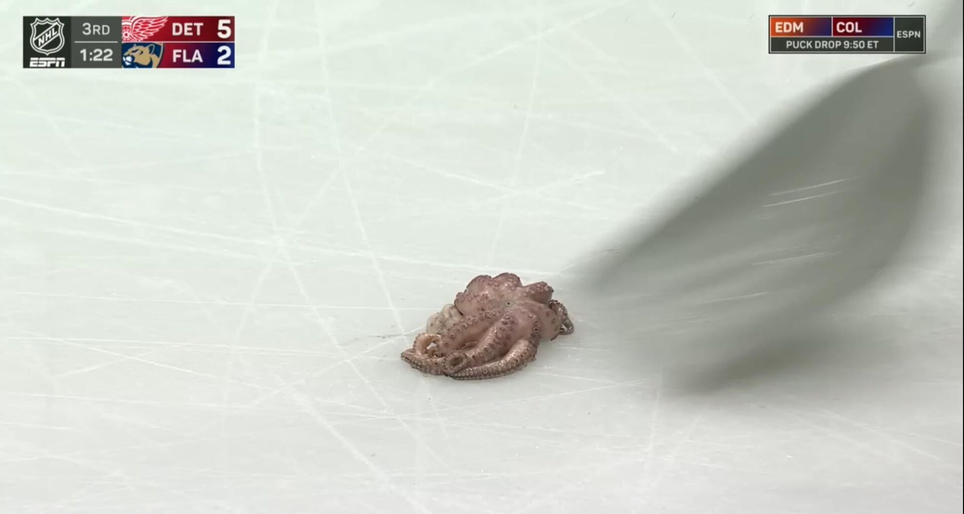 Couldn’t be any happier to see an octopus