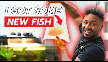 Unboxing New Fish from KaveMan Aquatics!