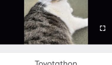 Petition to get Love to adopt this cat