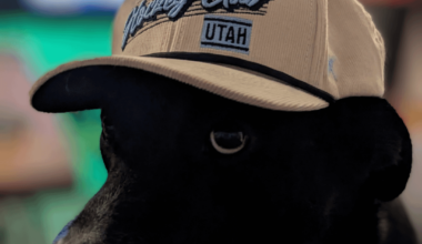 Apollo the Hockey Dog