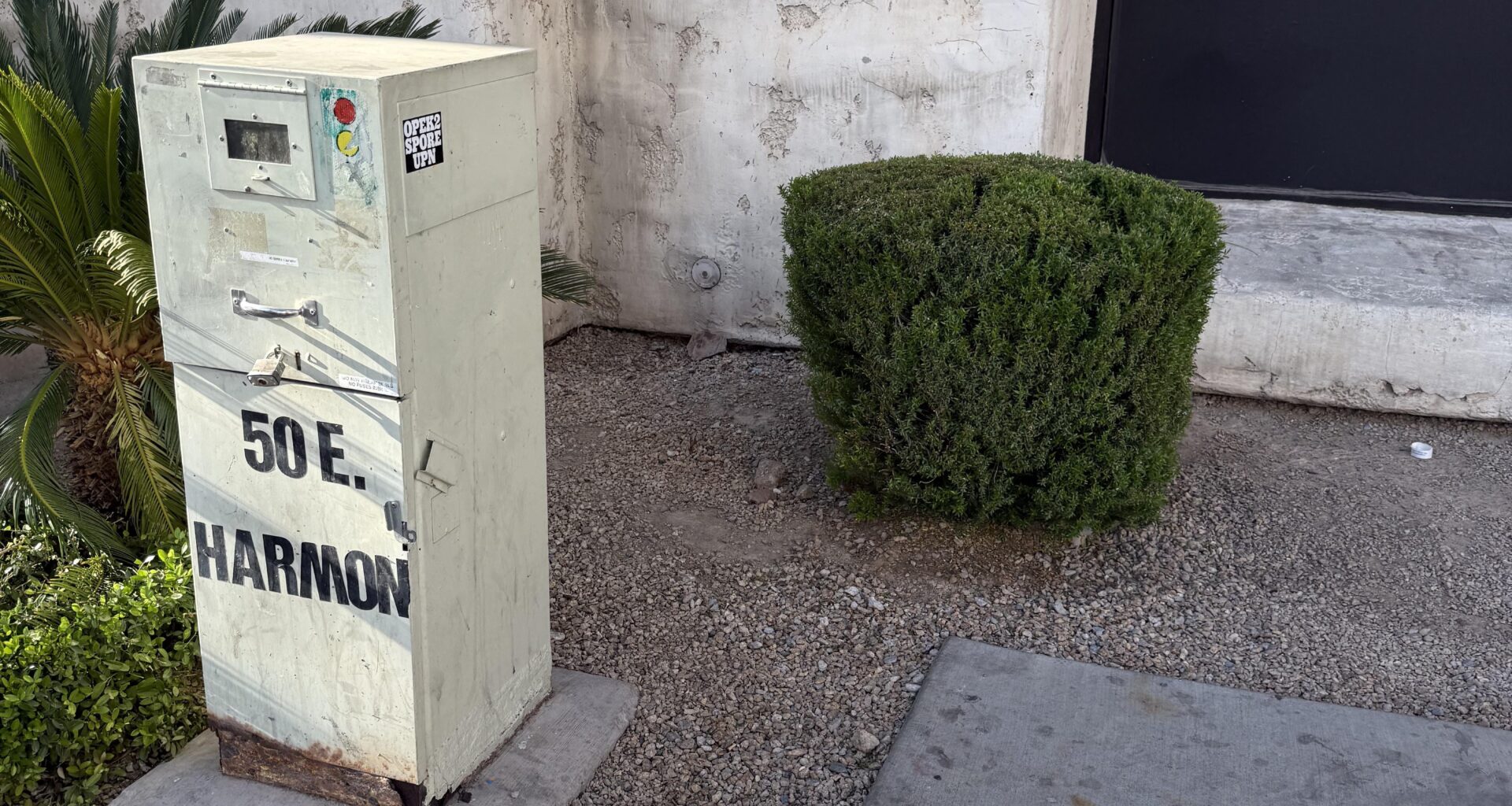 Left a goody bag behind this bush in Vegas. Go Raiders!