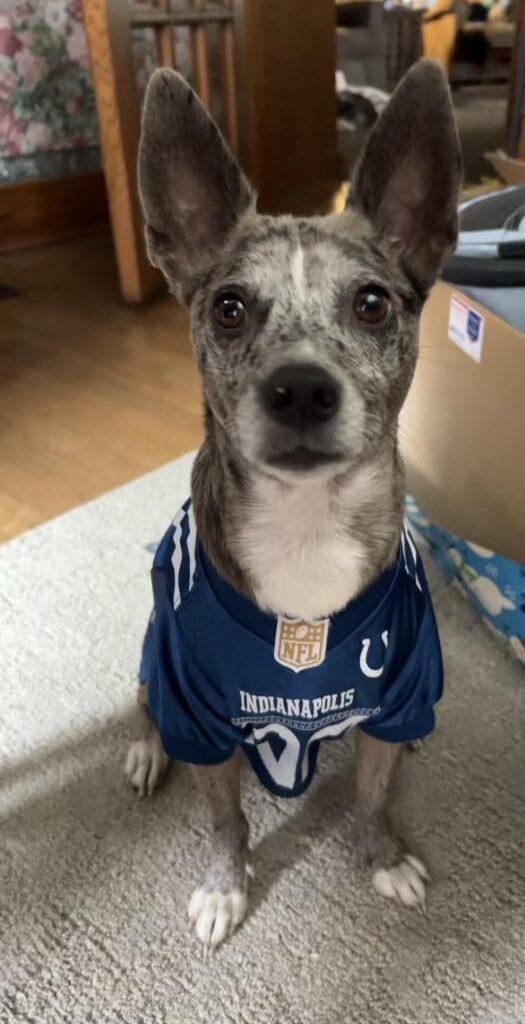 Archie says go Colts!