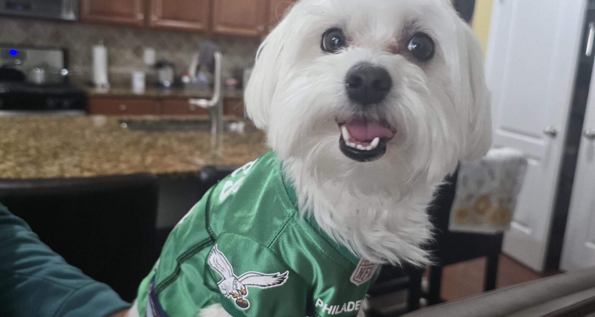 Kelly green on the doggo