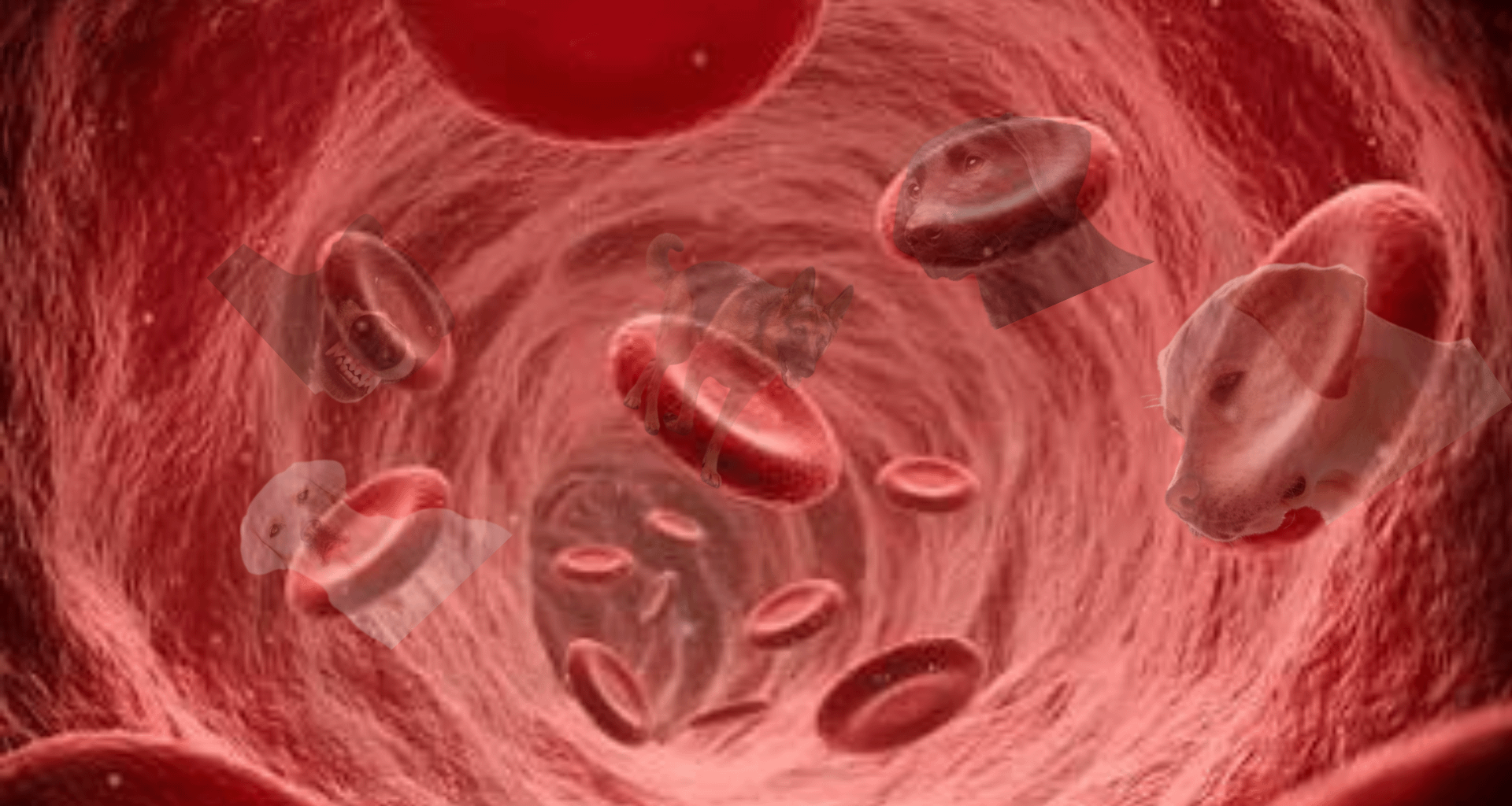 Real image of dame’s veins