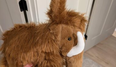 Mammoth from Walmart in February