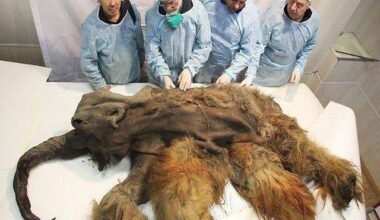 This is what I’m throwing onto the ice when we win our first home game