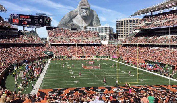 Never forget who we're playing for boys! RIP Harambe (May 27 1999 - May 28 2016)