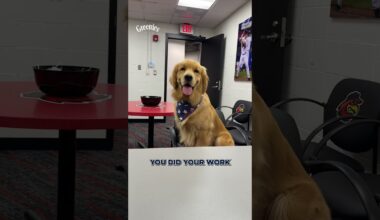 Bruce The Bat Dog Gets Called Up to the Majors!