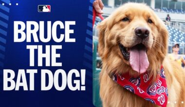 Bruce the Bat Dog has been called up by the Nationals! 🐕 ❤️