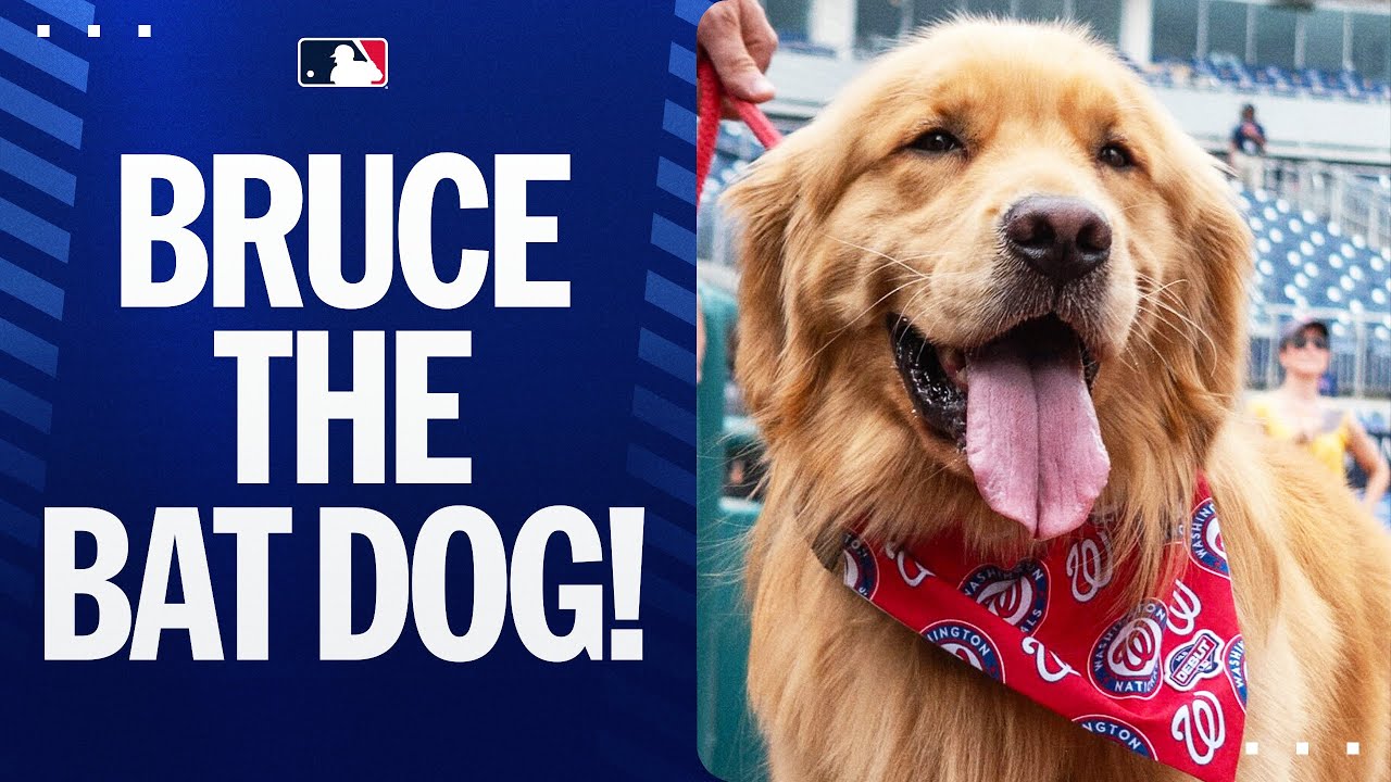 Bruce the Bat Dog has been called up by the Nationals! 🐕 ❤️