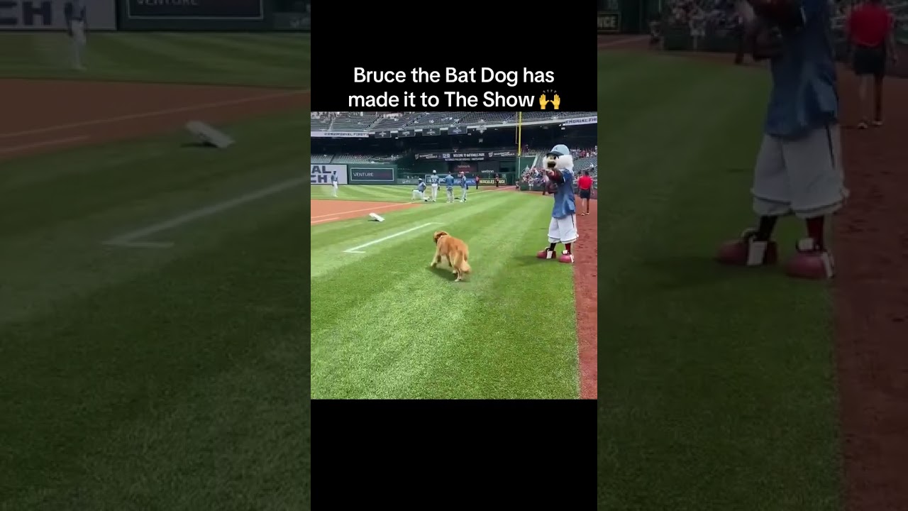 Bruce the Bat Dog made it 🐕 (via nationals/TT)
