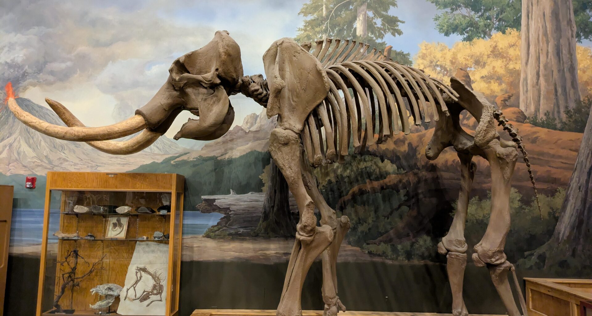 Tusks Up From Ogden Dino Park