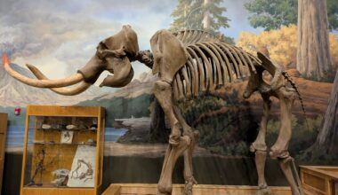 Tusks Up From Ogden Dino Park