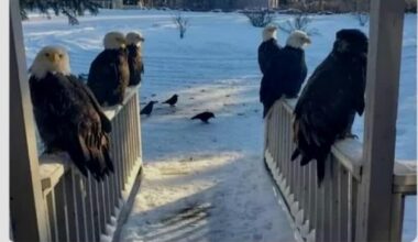 Run it up the middle. The eagles can't stop it anyway