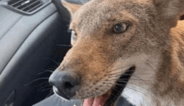 All the other teams trying to take former coyotes fans