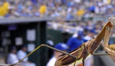 Is the rally mantis still alive?