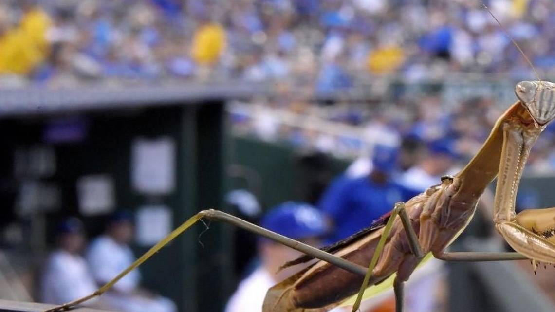 Is the rally mantis still alive?