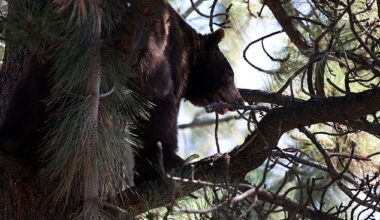 A black bear was spotted lounging up in a tree just meters from the Kelce brothers on Sunday
