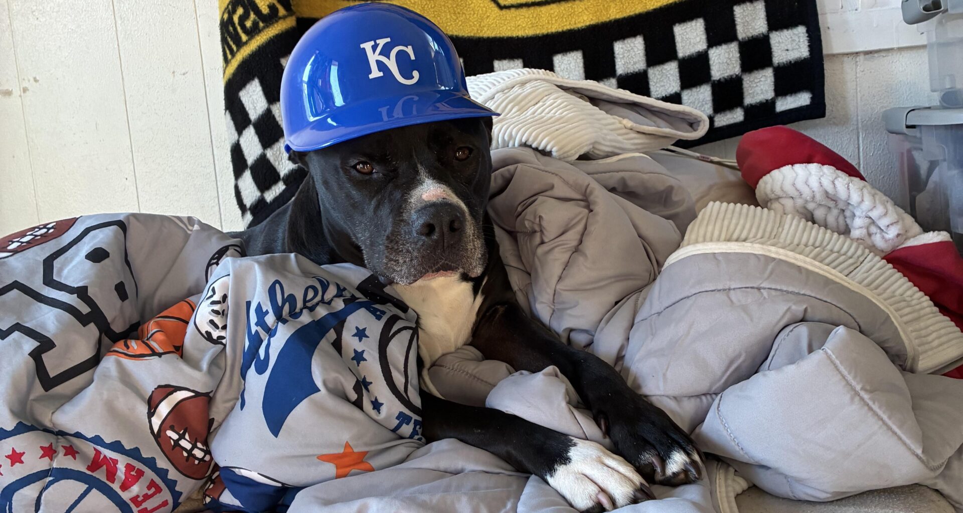 My doggo is a fan’o