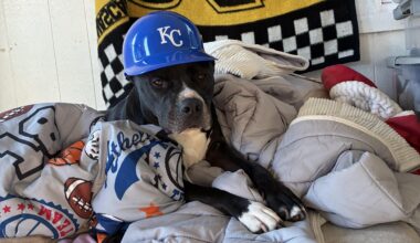 My doggo is a fan’o