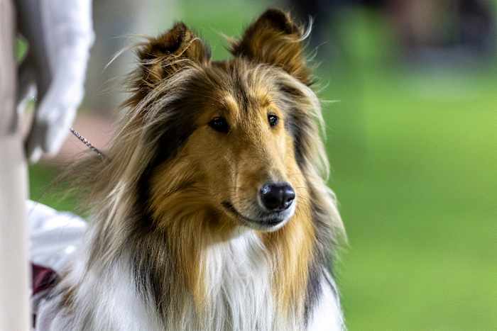 Texas A&M mascot Reveille X has eye removed after glaucoma diagnoses, abnormal tissue found