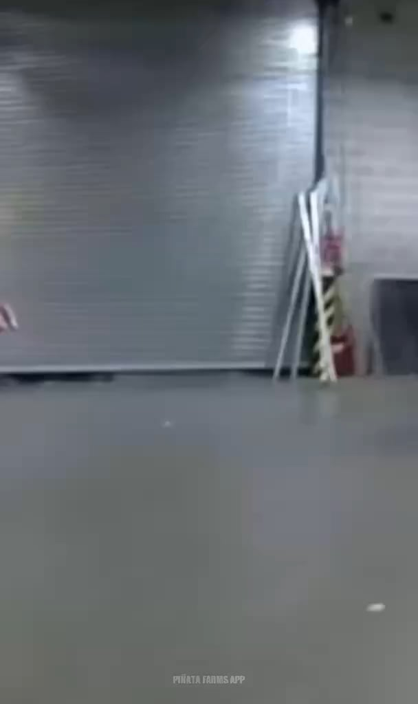 Finish them, Skednar