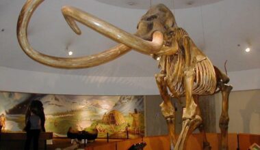 What does a Mammoth have to do with UTAH!