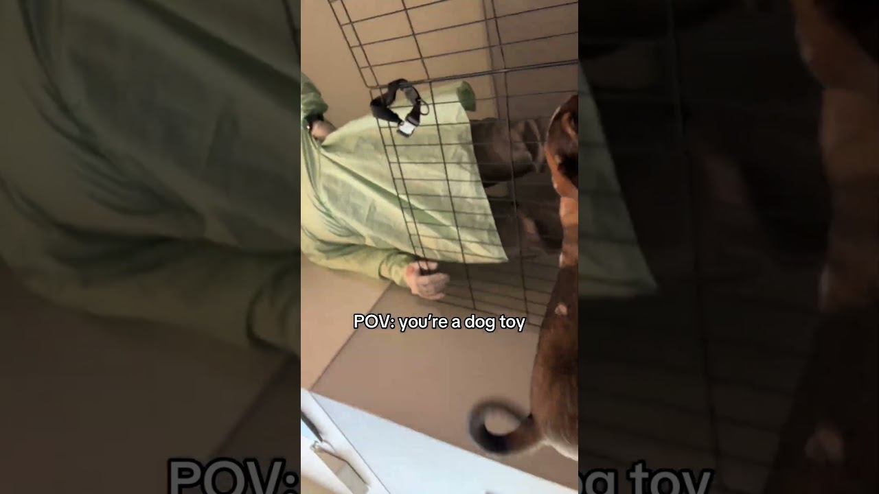 Puppies trying to hack admin's phone to get the schedule 😂 #shorts | Phoenix Suns