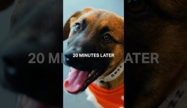 Oso: "You gotta see these puppies".... Ryan: On my way 🏃‍♂️💨 #shorts | Phoenix Suns