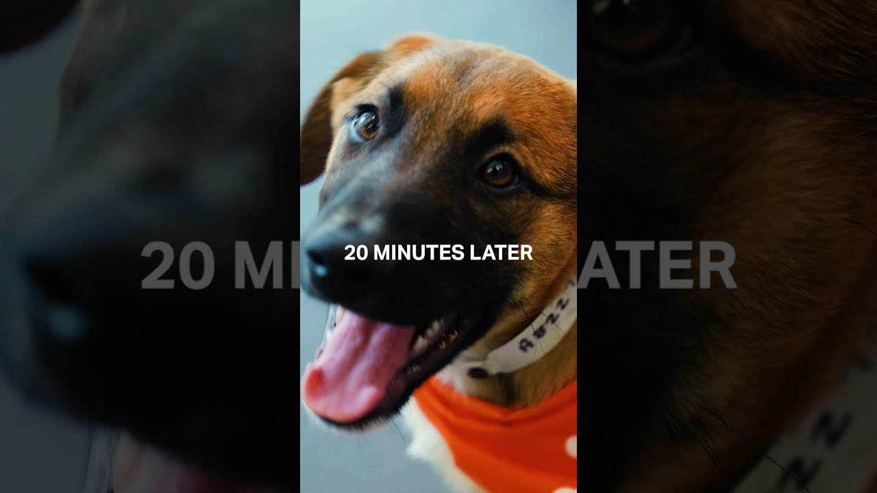 Oso: "You gotta see these puppies".... Ryan: On my way 🏃‍♂️💨 #shorts | Phoenix Suns