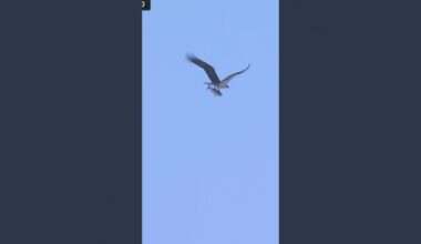 The Bird Necessities 🦅