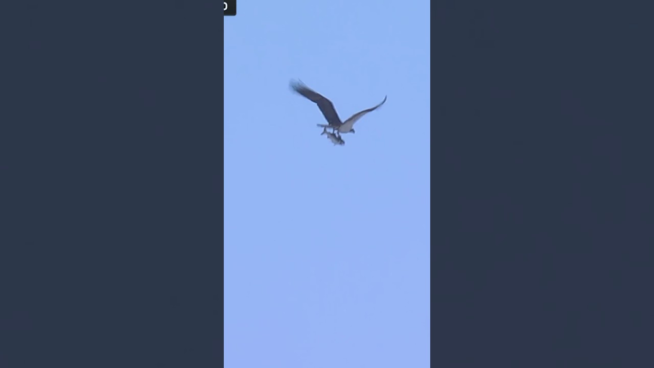 The Bird Necessities 🦅